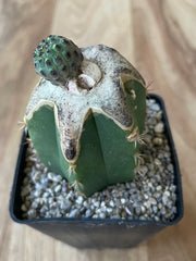 Grafted Sulcorebutia Rauschii