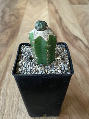 Grafted Sulcorebutia Rauschii