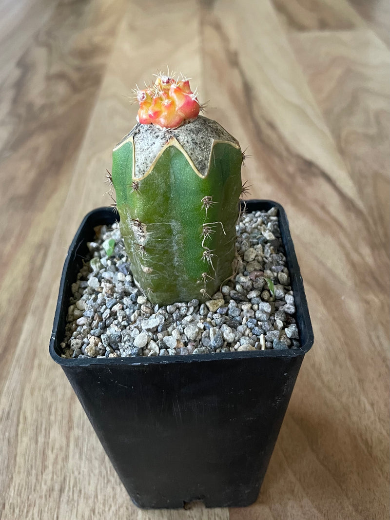 Grafted Gymnocalycium mihanovichii - 'Star Burst'