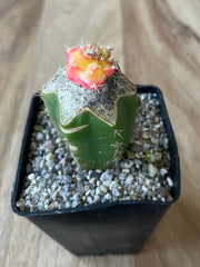 Grafted Gymnocalycium mihanovichii - 'Star Burst'