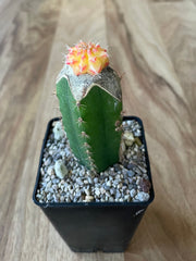 Grafted Gymnocalycium mihanovichii - 'Star Burst'