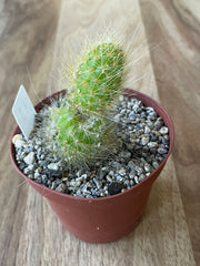 Cleistocactus Colademononis - Golden Monkey Tail Cactus