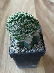 Grafted Echinopsis species f. Cristata