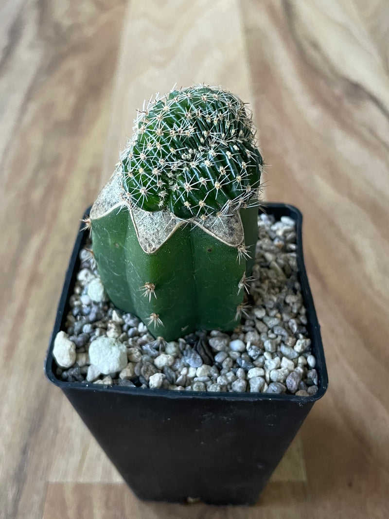 Grafted Echinopsis species f. Cristata