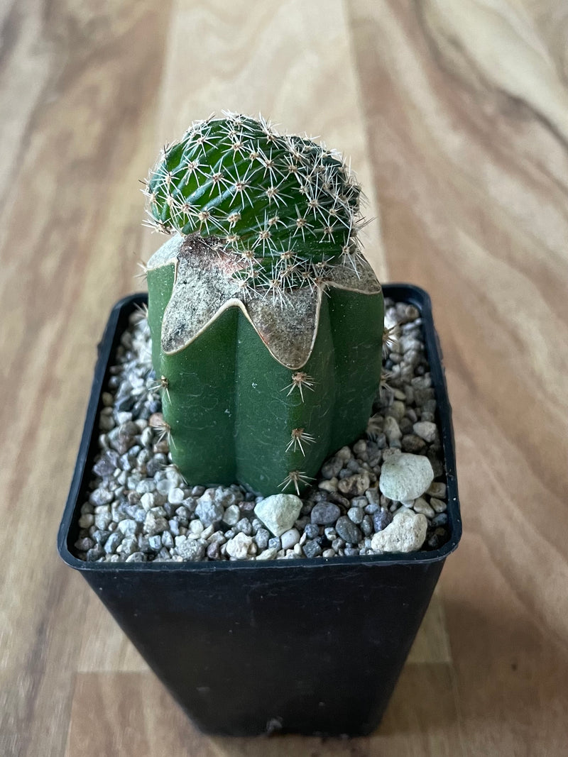 Grafted Echinopsis species f. Cristata