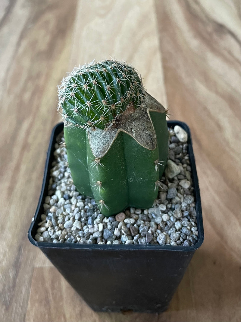 Grafted Echinopsis species f. Cristata