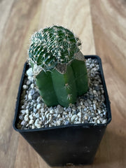 Grafted Echinopsis species f. Cristata