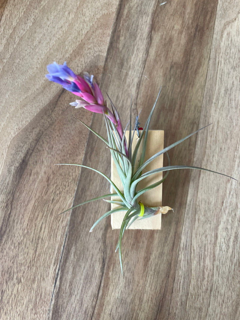 Tillandsia Aeranthos