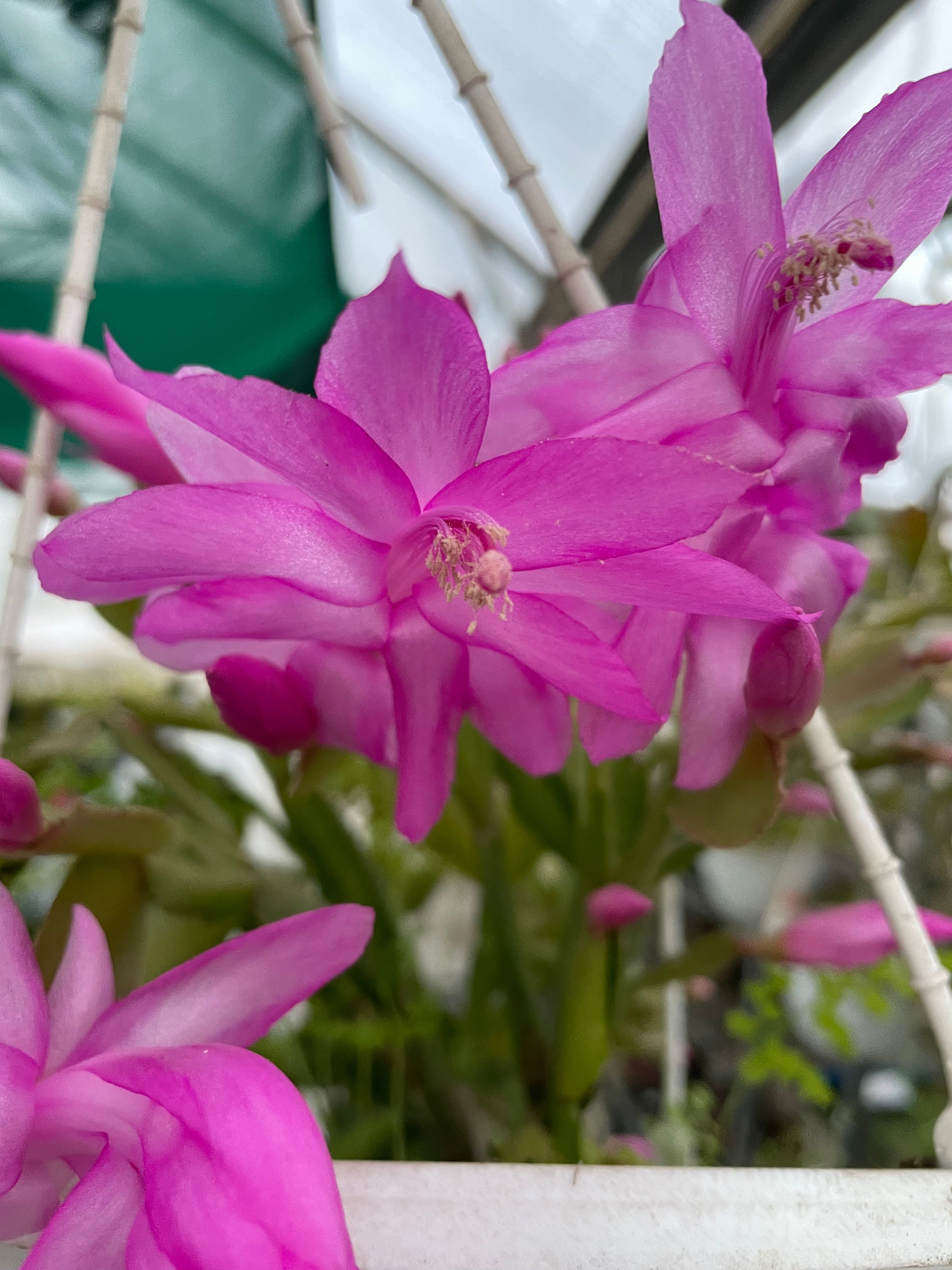 Zygocactus - Lavender Pink