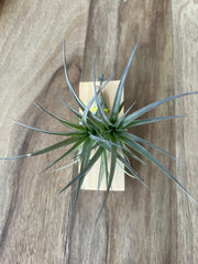 Tillandsia Aeranthos