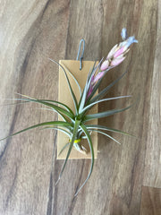 Tillandsia Aeranthos