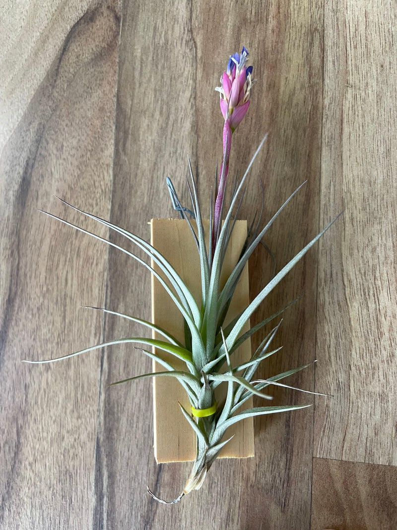 Tillandsia Aeranthos