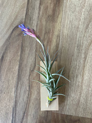 Tillandsia Aeranthos