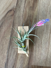 Tillandsia Aeranthos