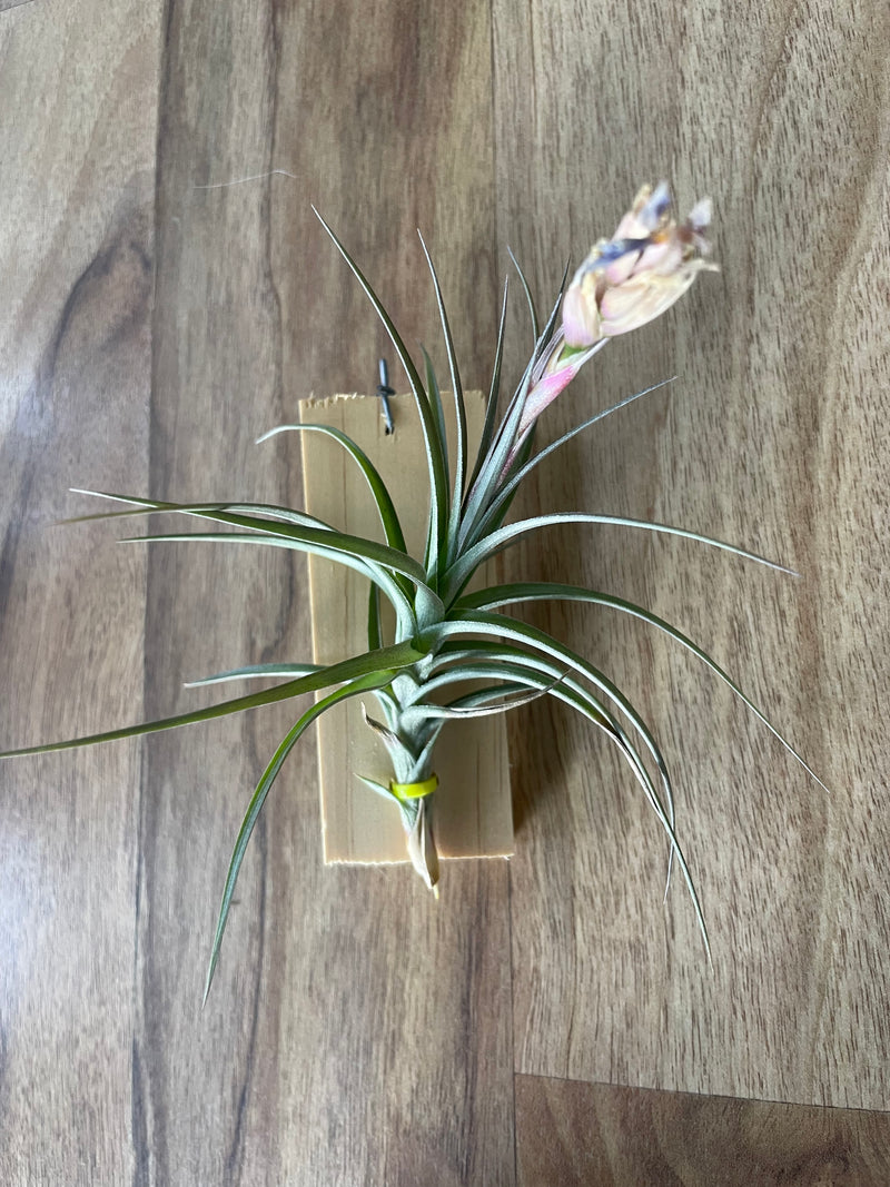 aeranthos air plant Tillandsia Aeranthos