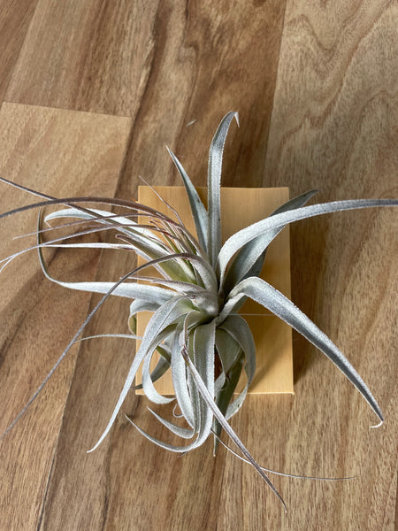 Tillandsia gardneri