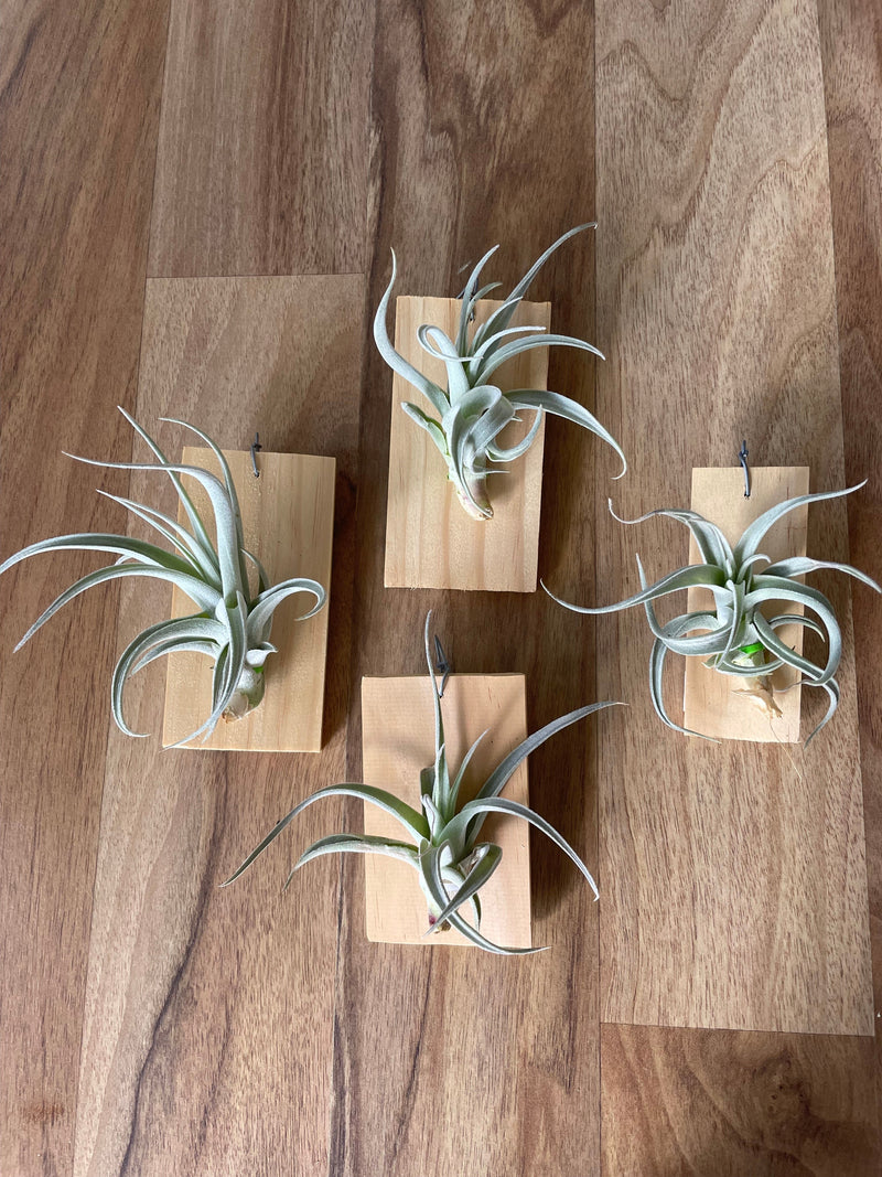 recurvifolia air plant Tillandsia recurvifolia v. Subsecundifolia