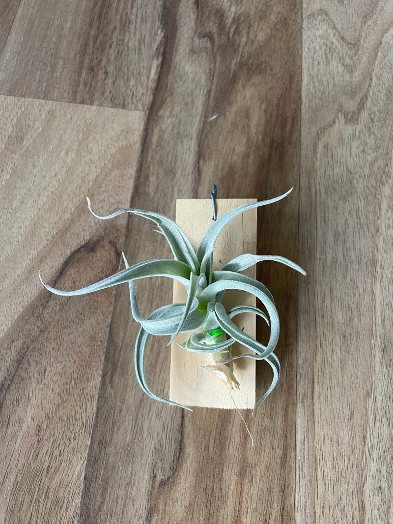 Tillandsia recurvifolia v. Subsecundifolia