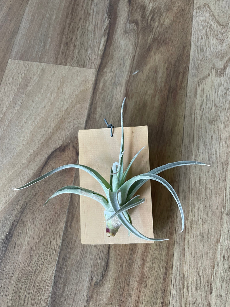 recurvifolia air plant Tillandsia recurvifolia v. Subsecundifolia