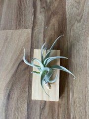 Tillandsia recurvifolia v. Subsecundifolia