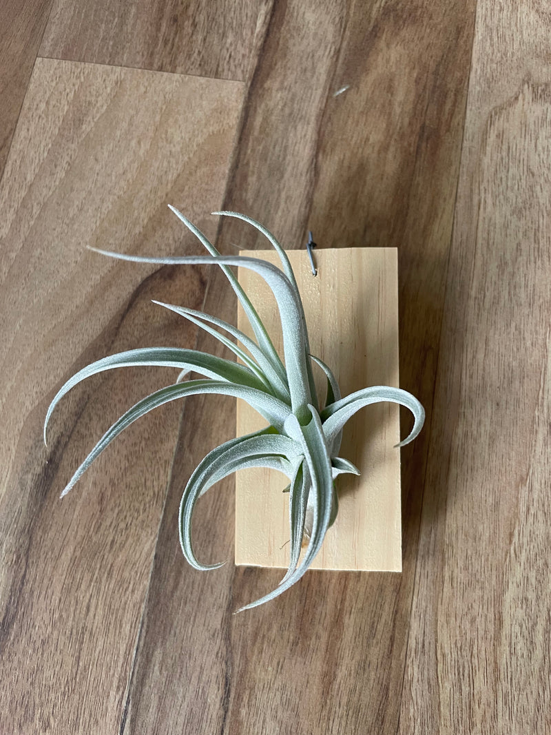 Tillandsia recurvifolia v. Subsecundifolia