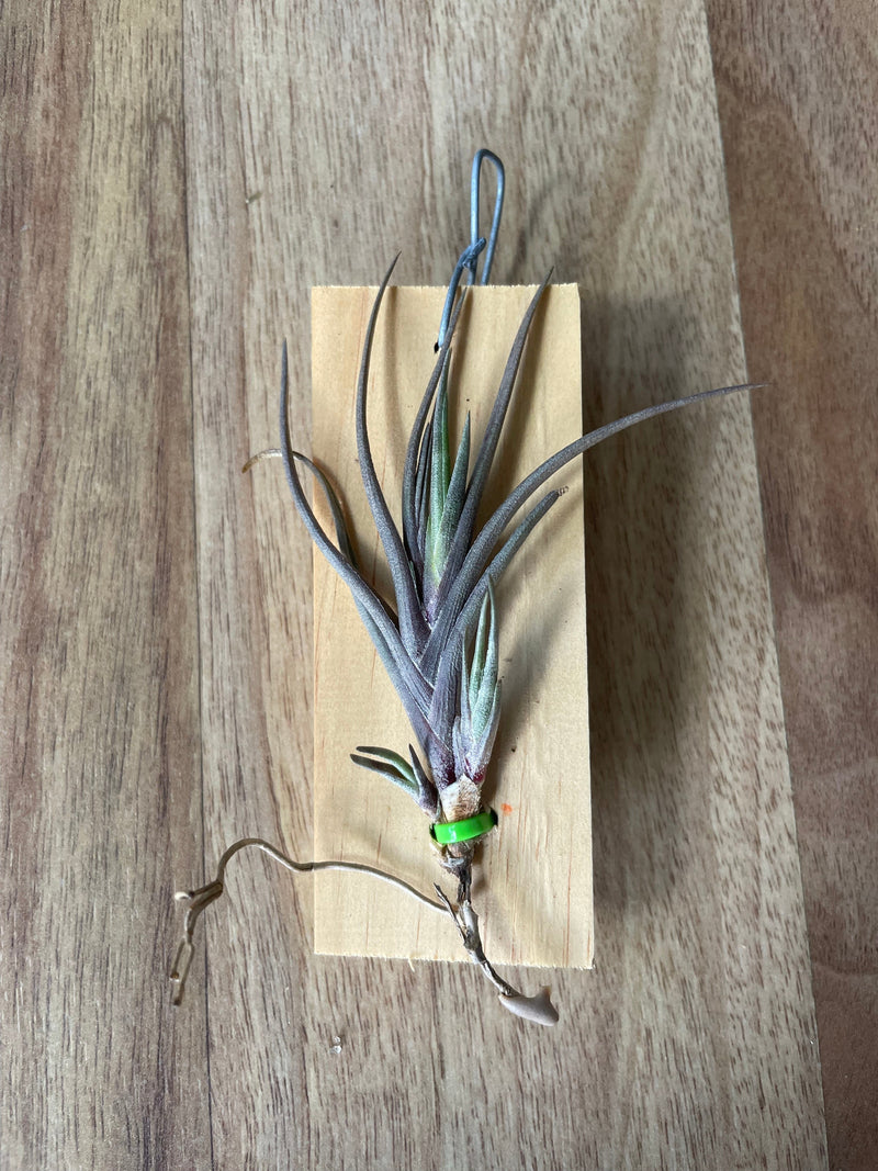 Tillandsia Albertiana