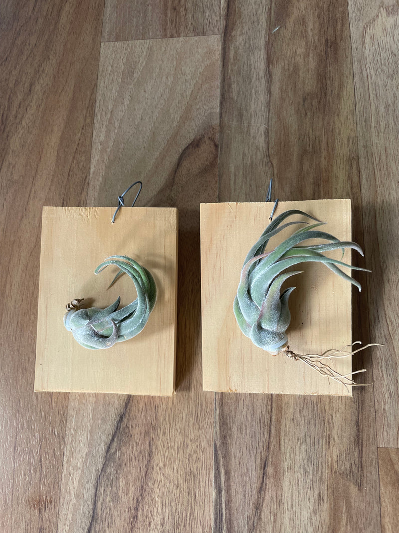 Tillandsia seleriana