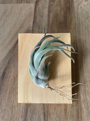 Tillandsia seleriana