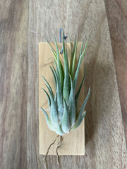 Tillandsia Fat Chance