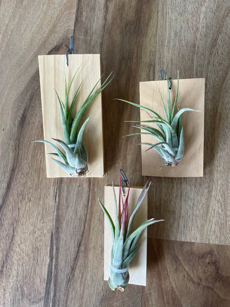 Tillandsia Iggy