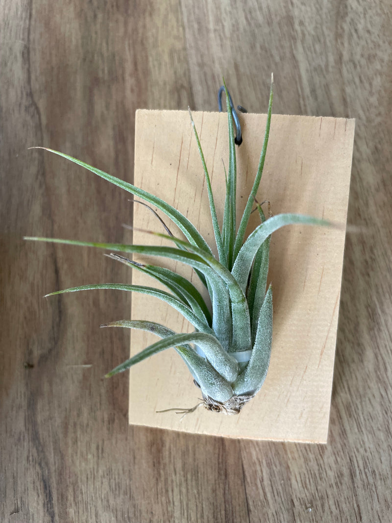 Tillandsia Iggy