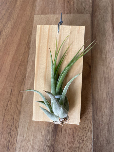 Tillandsia Iggy