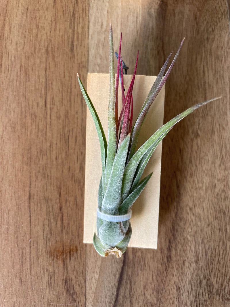 Tillandsia Iggy