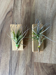 Tillandsia Tom Moss