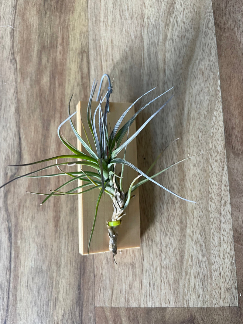 Tillandsia Tom Moss