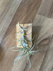 Tillandsia Incarnata