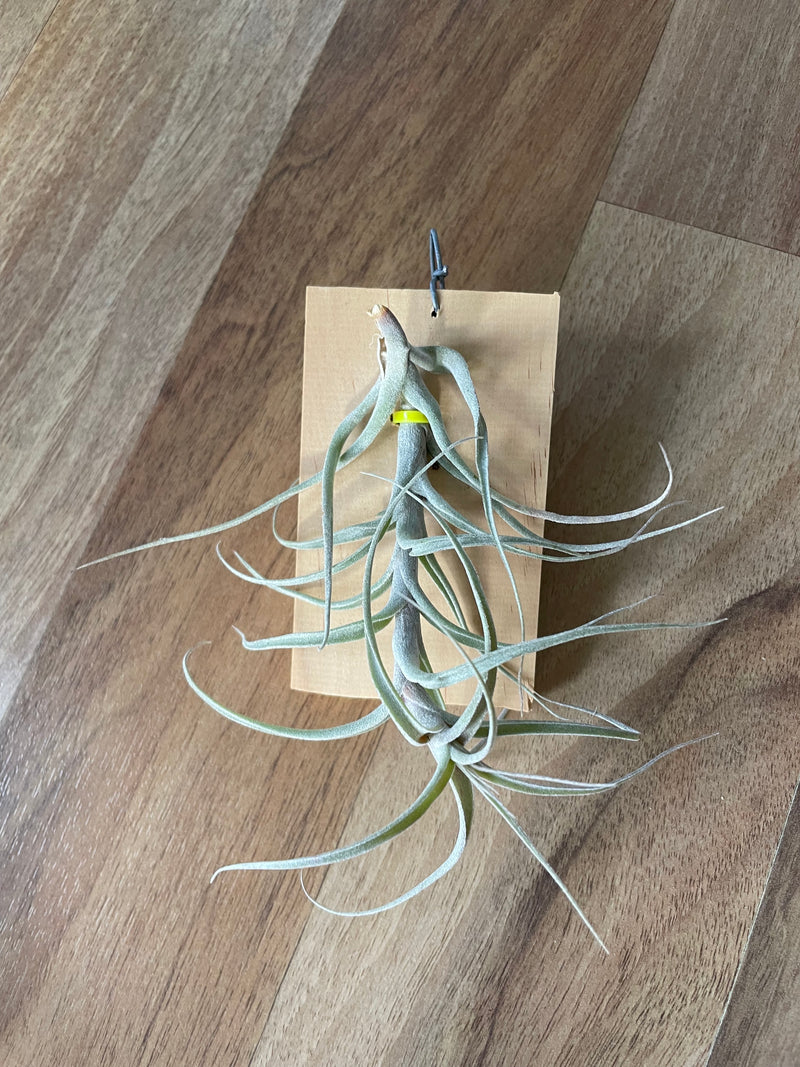 Tillandsia Incarnata