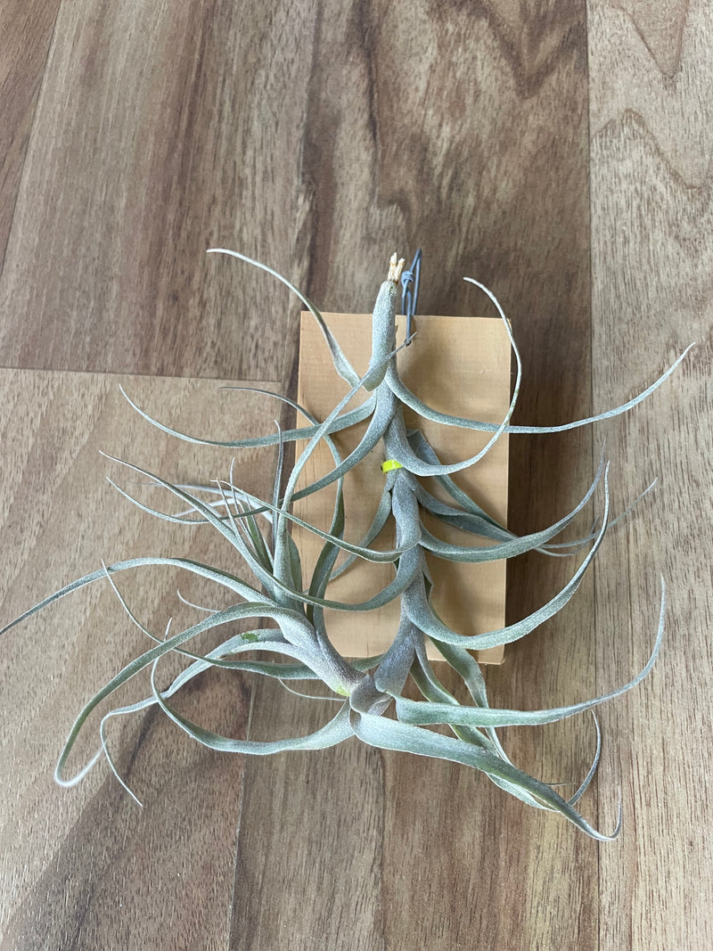 Tillandsia Incarnata