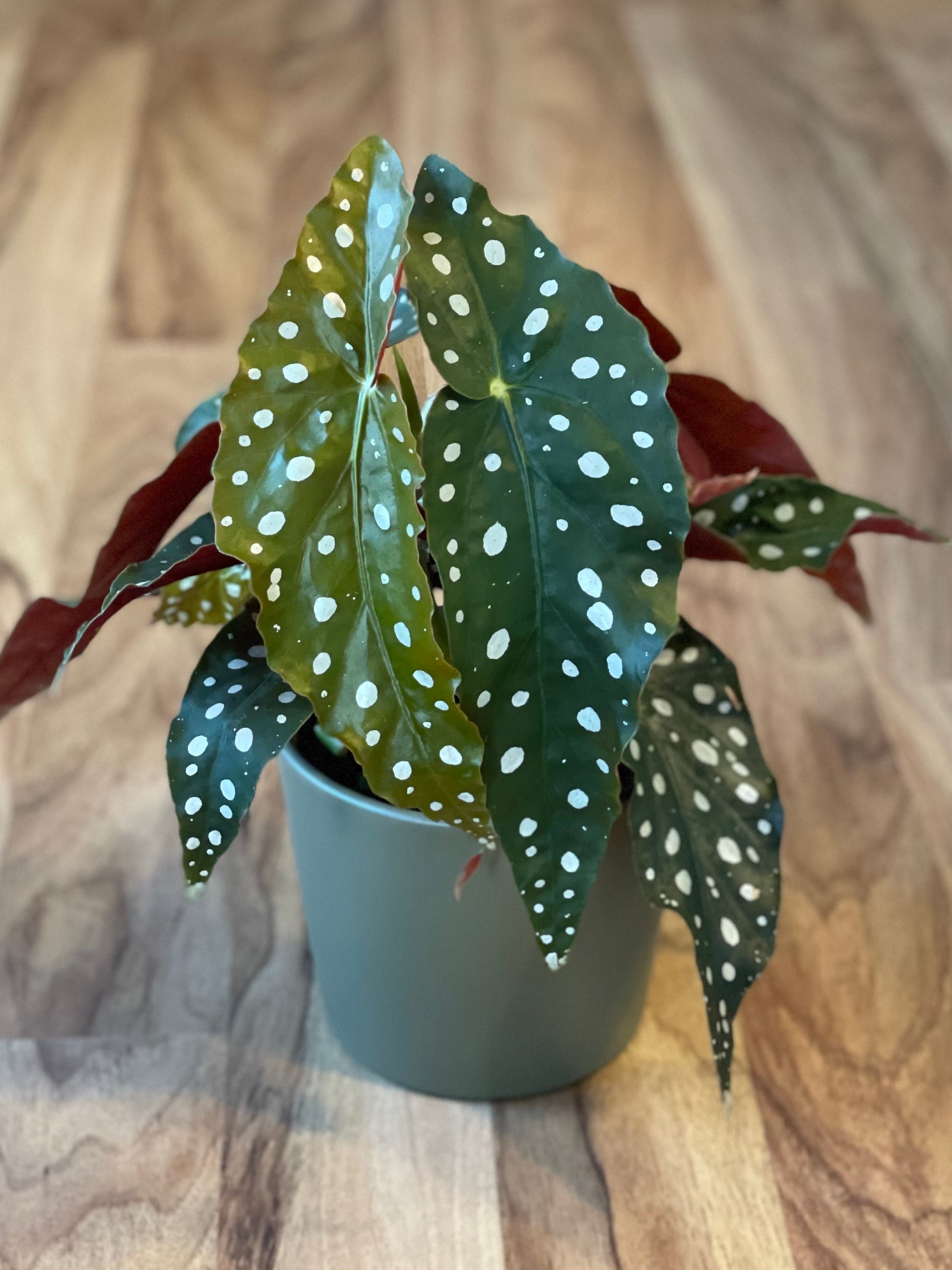 Begonia Maculata -Polka Dot