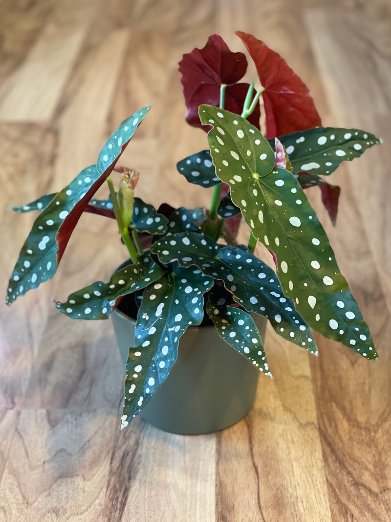 Begonia Maculata -Polka Dot