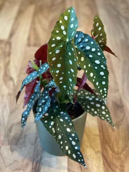 Begonia Maculata -Polka Dot