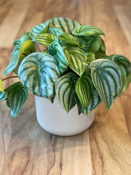 Peperomia Argeriya - Watermelon Peperomia