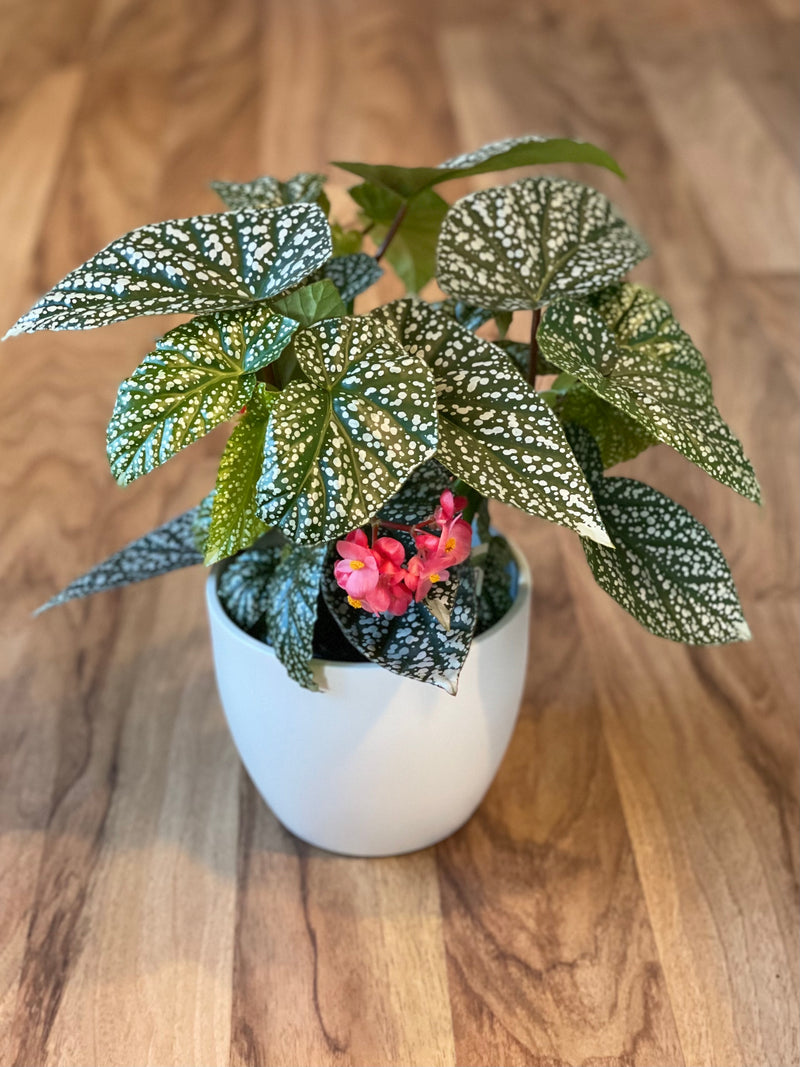 Begonia Snow Capped