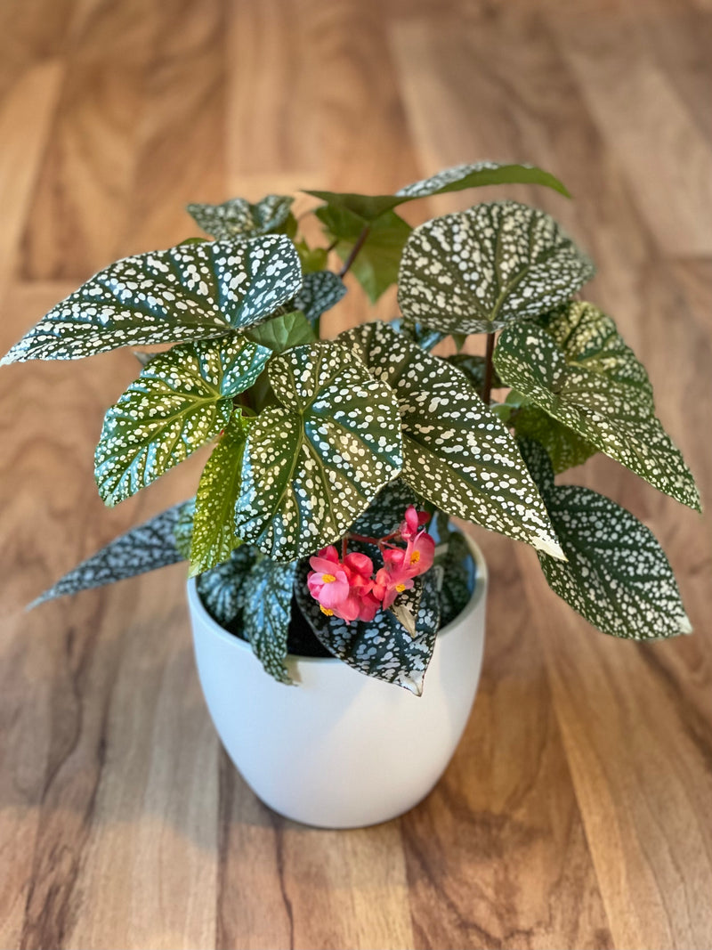 Begonia Snow Capped