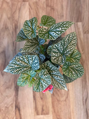 Begonia Snow Capped