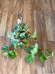 Marble Queen Pothos