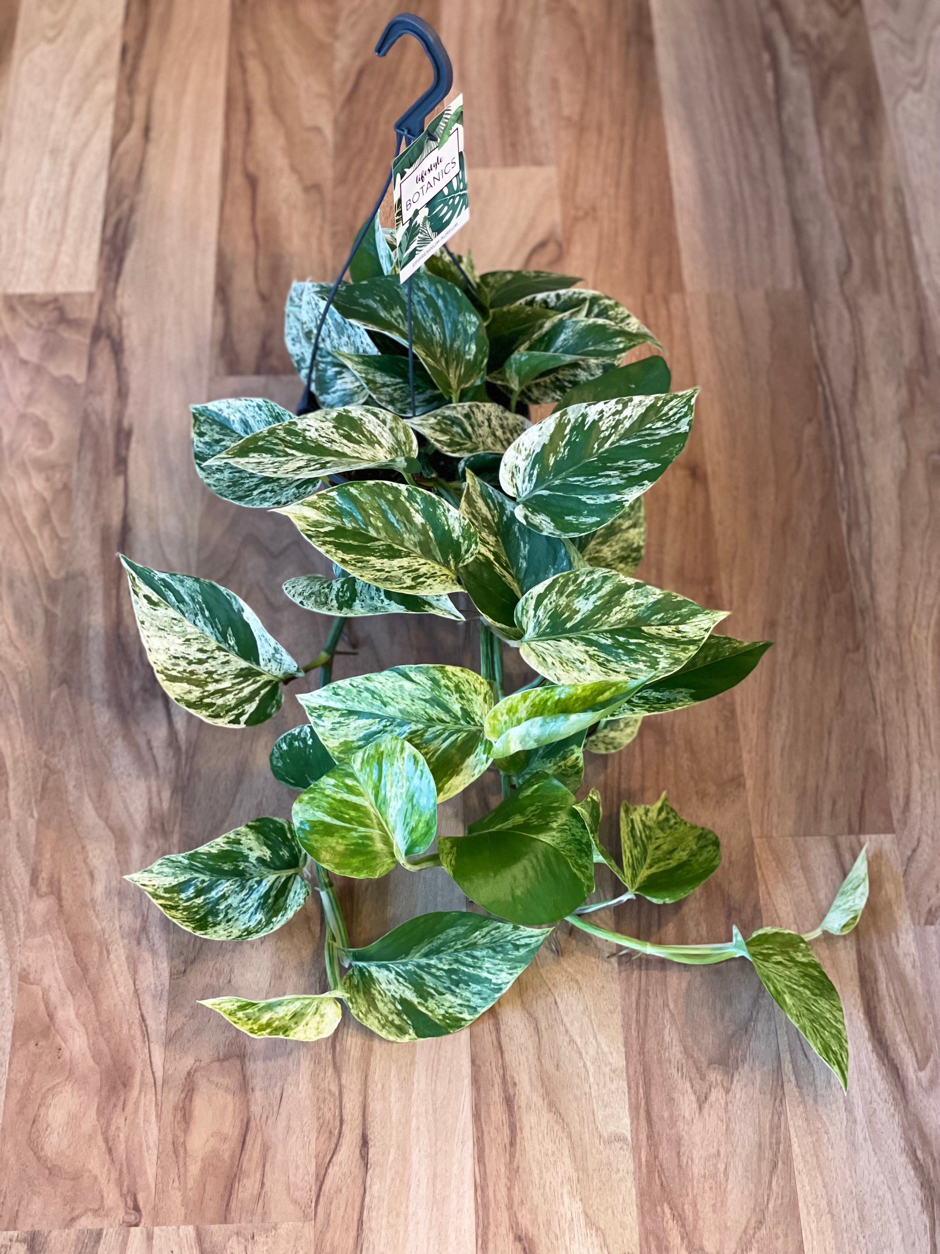 Marble Queen Pothos