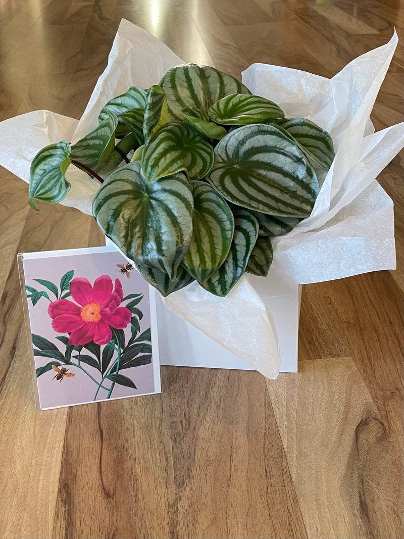 Potted Joy Gift Bundle