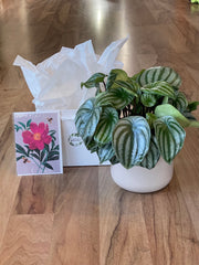 Potted Joy Gift Bundle