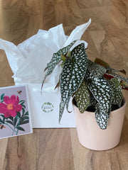 Botanical Bliss Gift Bundle